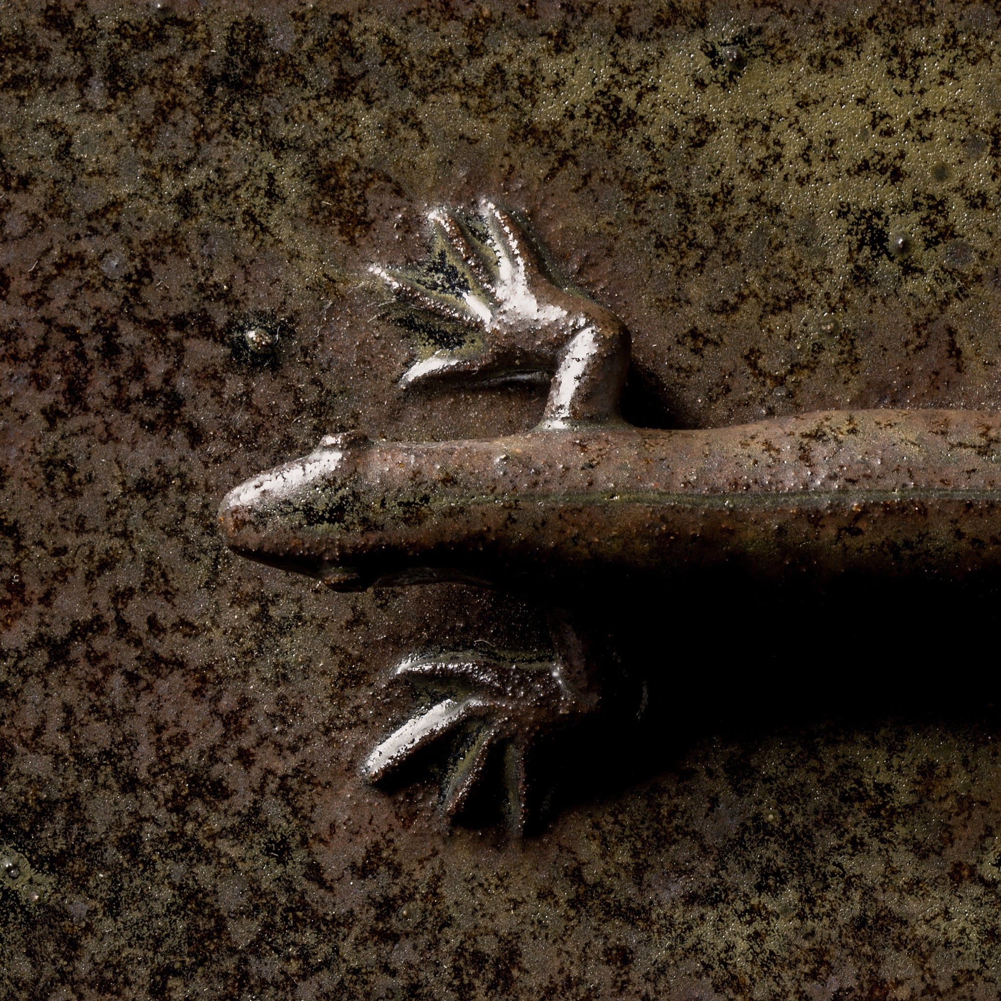 Box With a Lizard No.21/24 - huba.studio