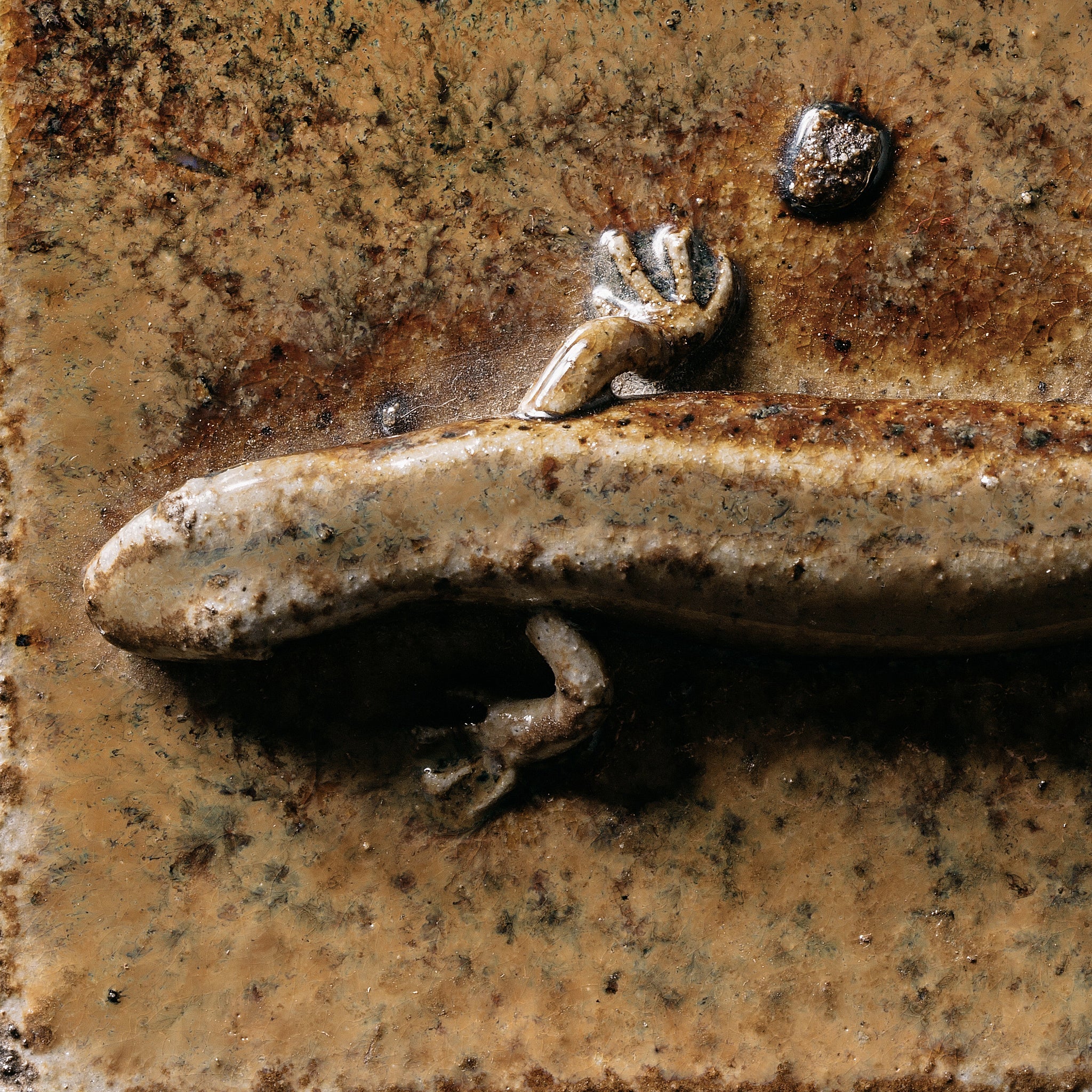 Box With a Newt No.23/24 - huba.studio