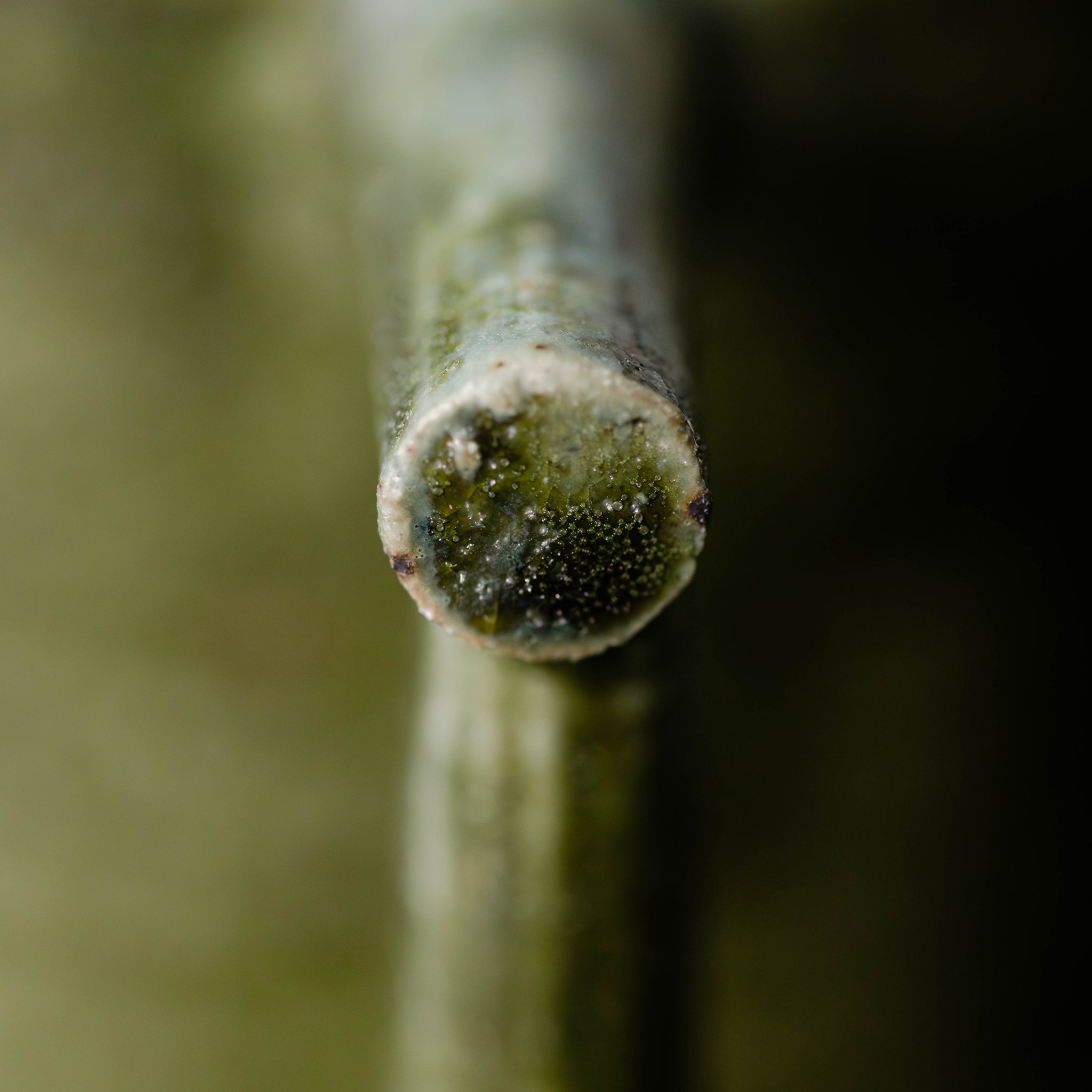 Wheel Thrown Mug No.78/25 - huba.studio